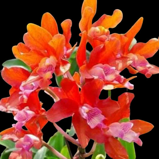 Cattleya Alliance: Rhyncatlaelia Taiwan Firecracker 'Popcorn' Cattleya La Foresta Orchids 