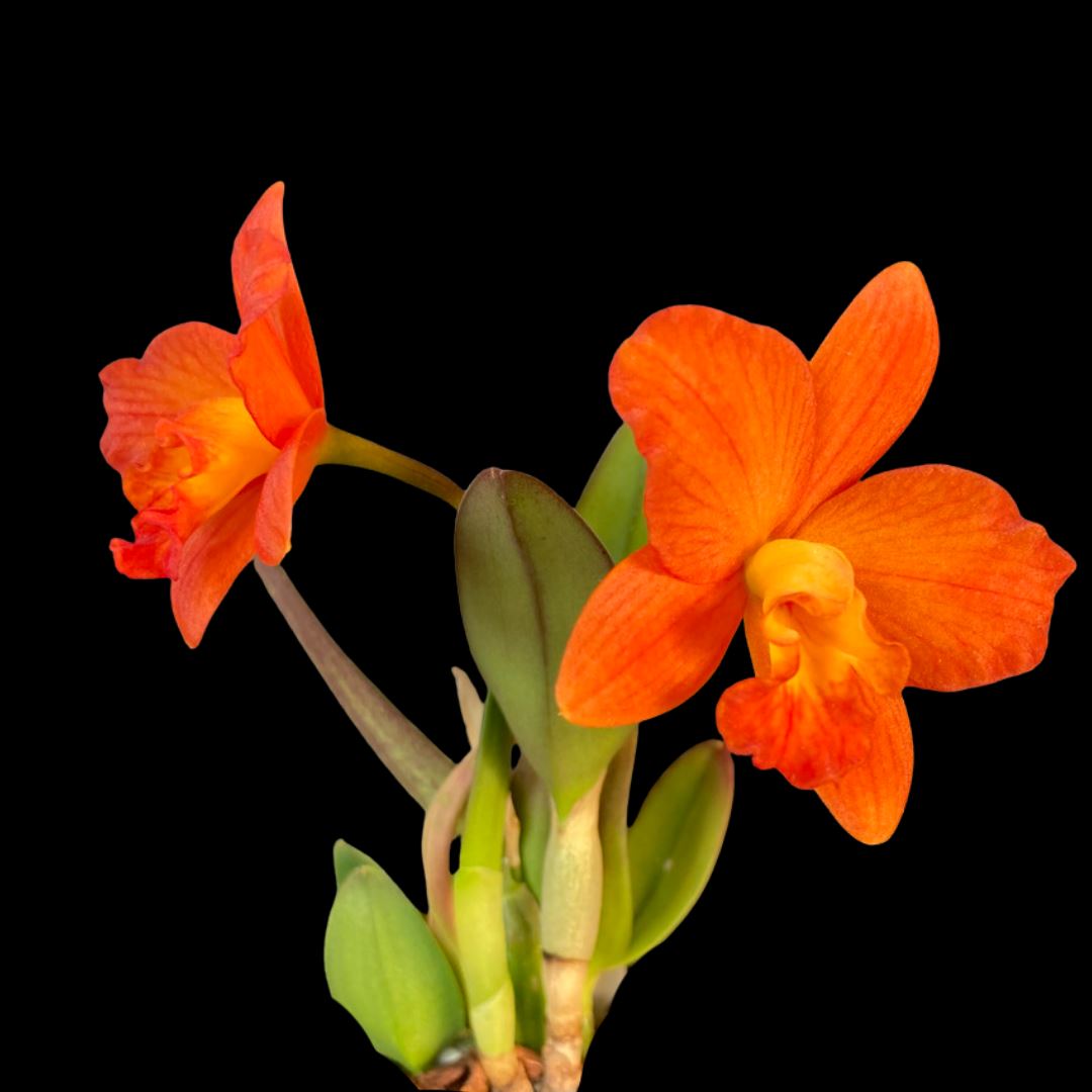 Cattleya Alliance: Rhyncattleanthe Chief Glory 'Red Ant' Cattleya La Foresta Orchids 