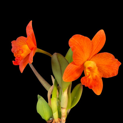 Cattleya Alliance: Rhyncattleanthe Chief Glory 'Red Ant' Cattleya La Foresta Orchids 