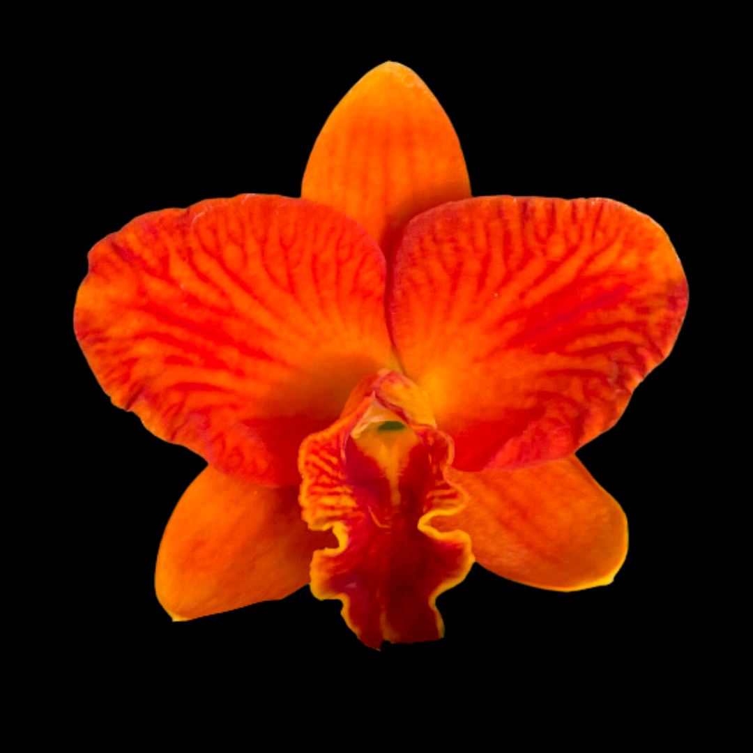 Cattleya Alliance: Rhyncattleanthe Chief Glory 'Red Ant' Cattleya La Foresta Orchids 