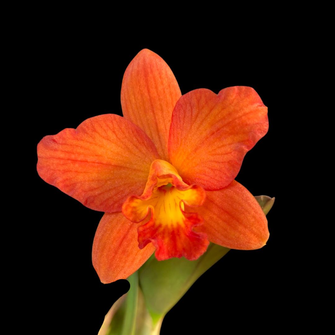 Cattleya Alliance: Rhyncattleanthe Chief Glory 'Red Ant' Cattleya La Foresta Orchids 