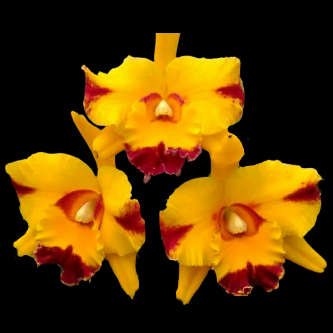 Cattleya Alliance: Rhyncholaeliocattleya Shang Ding Beauty Cattleya La Foresta Orchids 