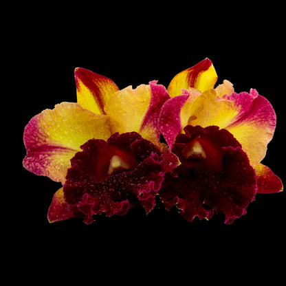 Cattleya Alliance: Rhyncholaeliocattleya Toshie Aoki 'Sunburst' Cattleya La Foresta Orchids 
