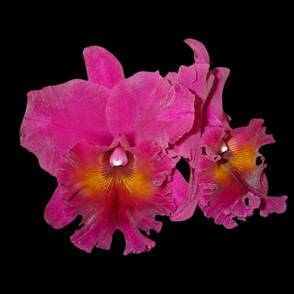 Cattleya Alliance: Rlc. Haruko Kanzaki 'Volcano Queen' Cattleya La Foresta Orchids 