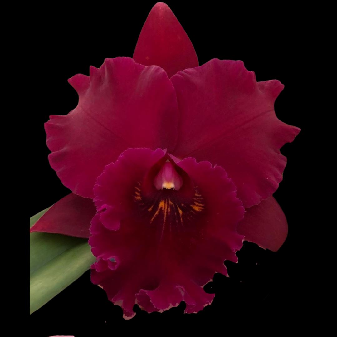 Cattleya Alliance: Rlc. Hey Song 'Tian Mu' Cattleya La Foresta Orchids 