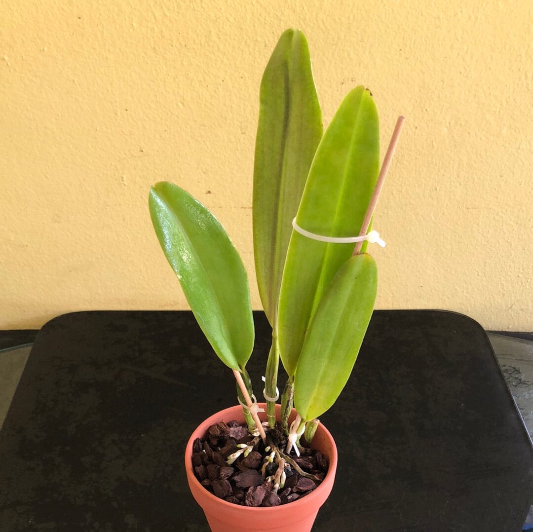 Cattleya Alliance - Rlc. Mami Akatsuka ‘Volcano Queen’ Cattleya La Foresta Orchids 