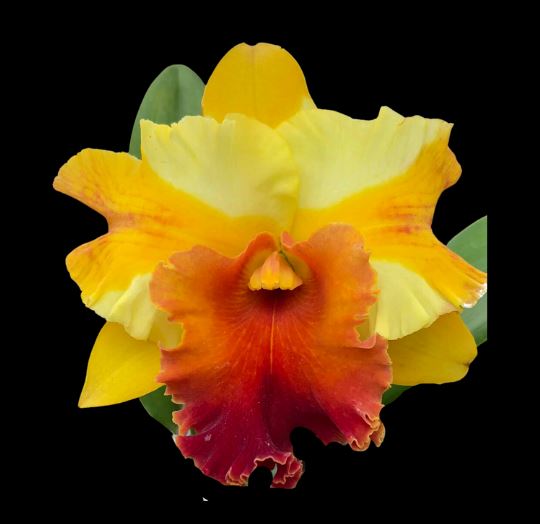 Cattleya Alliance - Rlc. Miss Thailand Cattleya La Foresta Orchids Rlc. Miss Thailand 