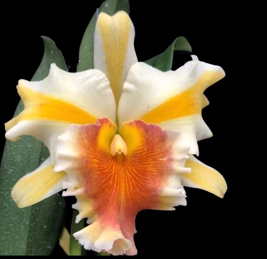 Cattleya Alliance - Rlc. Miss Thailand Cattleya La Foresta Orchids Rlc. Miss Thailand 'Chutima' 