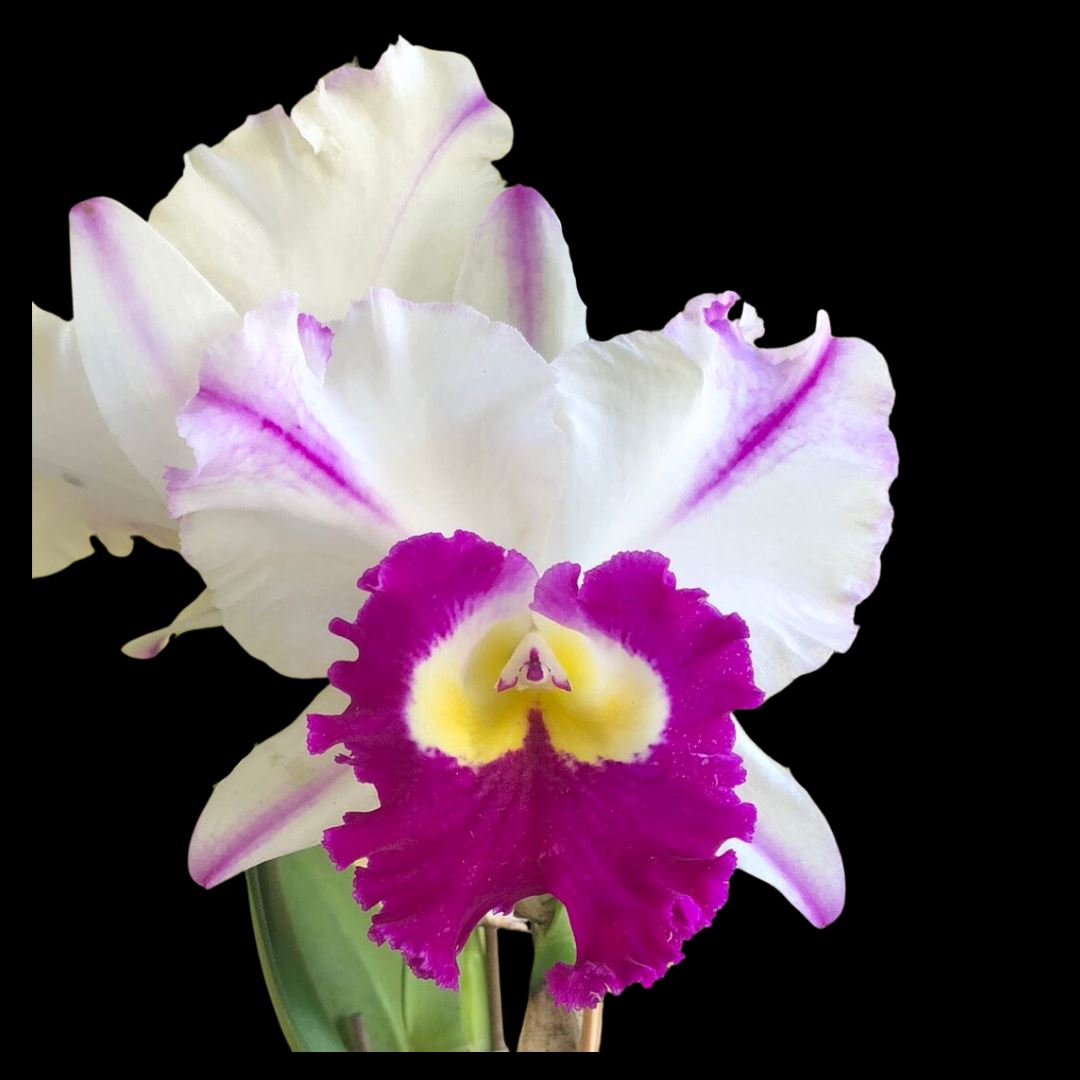 Cattleya Alliance - Rlc. Mori Akatsuka 'Kira' Cattleya La Foresta Orchids 