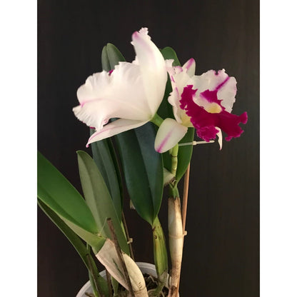 Cattleya Alliance - Rlc. Mori Akatsuka 'Kira' - In BLOOM! Cattleya La Foresta Orchids 