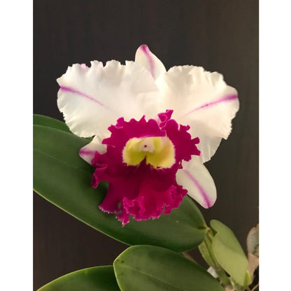Cattleya Alliance - Rlc. Mori Akatsuka 'Kira' - In BLOOM! Cattleya La Foresta Orchids 