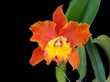 Cattleya Alliance: Rlc. Orange Diamond Cattleya La Foresta Orchids 