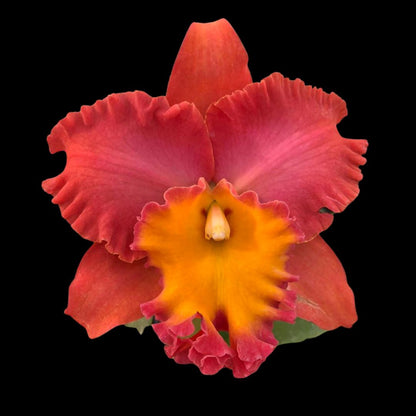 Cattleya Alliance - Rlc. Orange Diamond Cattleya La Foresta Orchids 