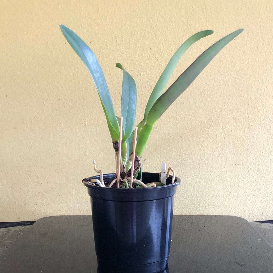 Cattleya Alliance: Rlc. Sachiko Tsugawa 'Volcano Queen' Cattleya La Foresta Orchids 