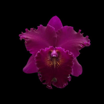 Cattleya Alliance: Rlc. Sachiko Tsugawa 'Volcano Queen' Cattleya La Foresta Orchids 