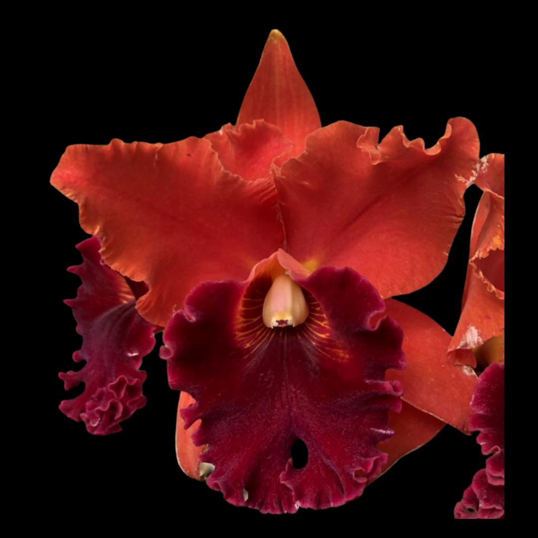 Cattleya Alliance - Rlc. Sharon King 'Volcano Queen' Cattleya La Foresta Orchids 