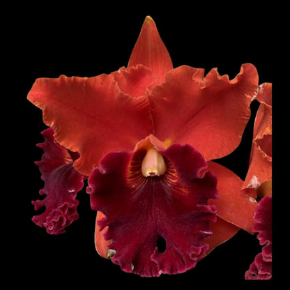 Cattleya Alliance - Rlc. Sharon King 'Volcano Queen' Cattleya La Foresta Orchids 