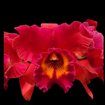 Cattleya Alliance - Rlc. Sharon King 'Volcano Queen' Cattleya La Foresta Orchids 