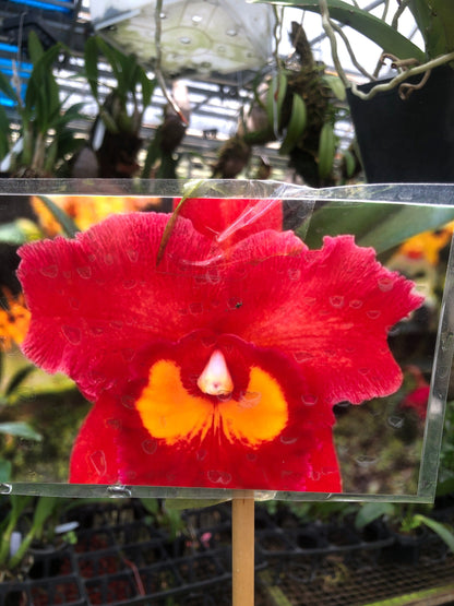 Cattleya Alliance: Rlc. Siao-Cing Beauty 'Red Rose' Cattleya La Foresta Orchids 