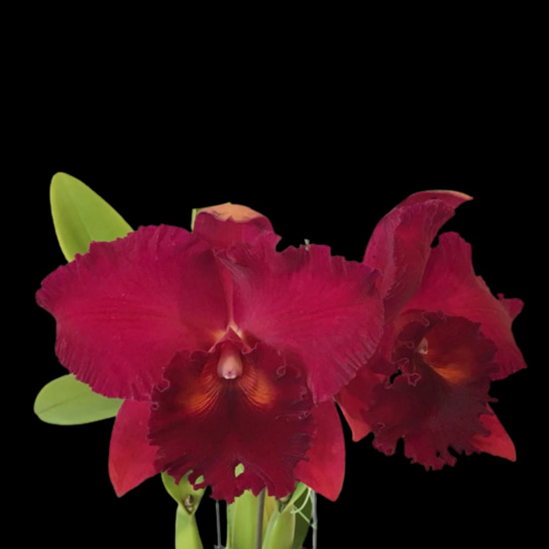 Cattleya Alliance: Rlc. Siao-Cing Beauty 'Red Rose' Cattleya La Foresta Orchids 