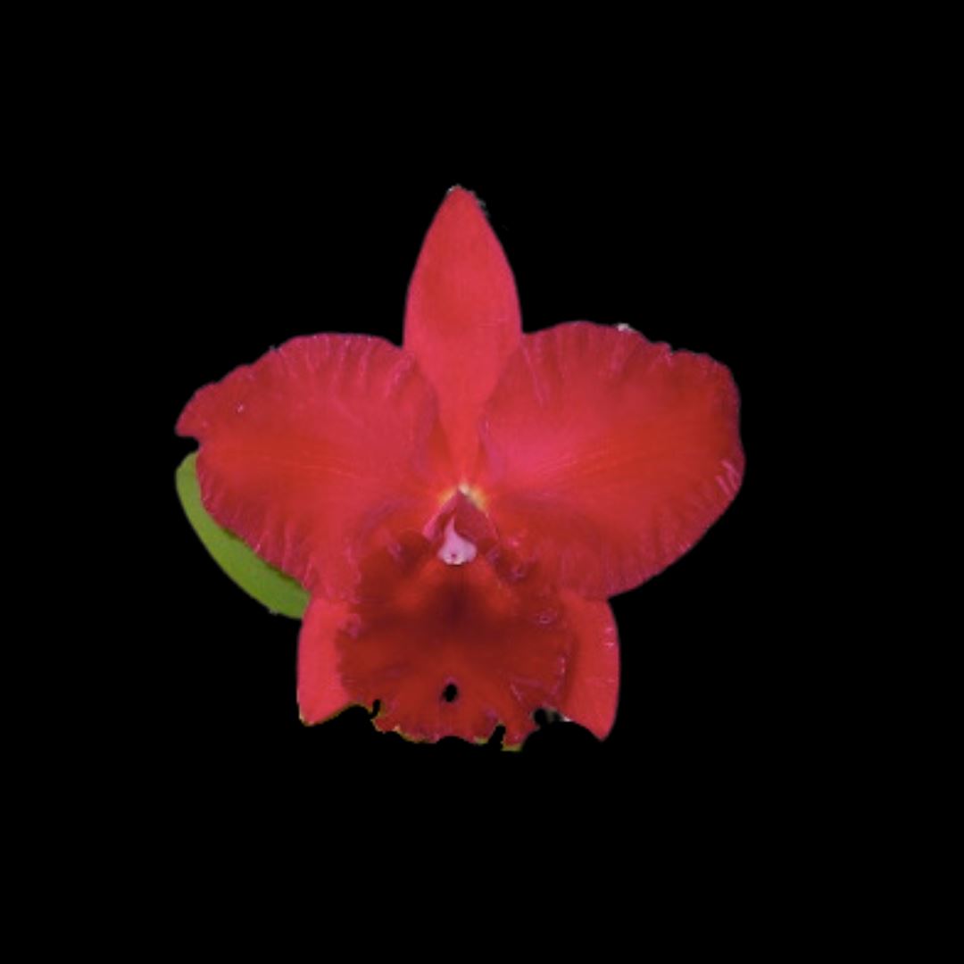 Cattleya Alliance: Rlc. Siao-Cing Beauty 'Red Rose' Cattleya La Foresta Orchids 