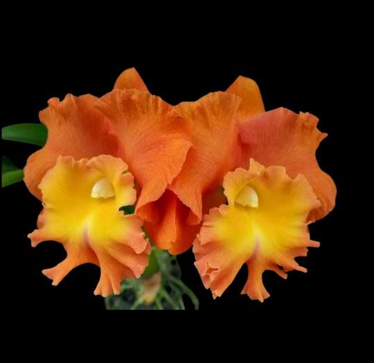 Cattleya Alliance: Rlc. Star of Siam Cattleya La Foresta Orchids 