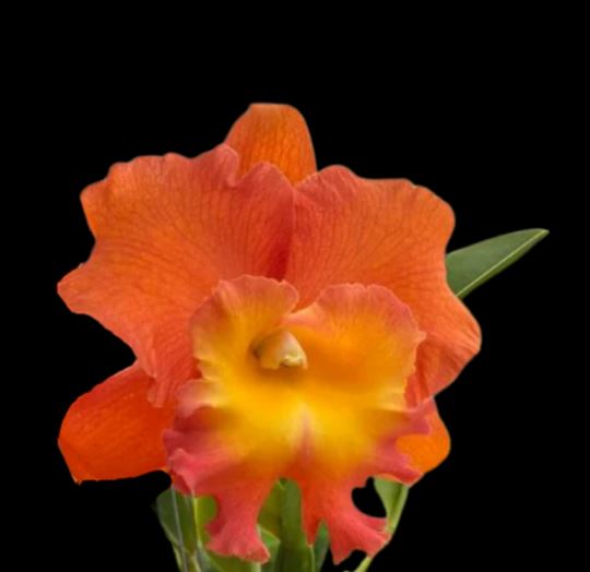 Cattleya Alliance: Rlc. Star of Siam Cattleya La Foresta Orchids 