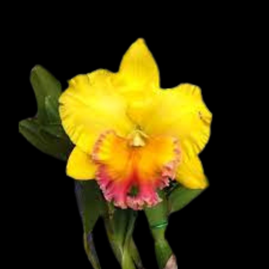Cattleya Alliance: Rlc. Thong Suparn 'Siam' Cattleya La Foresta Orchids 
