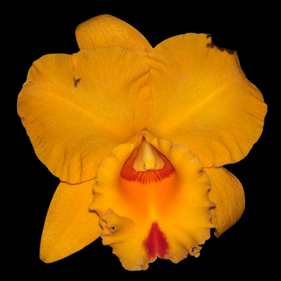 Cattleya Alliance: Rlc. Village Chief Headache 'Golden Baby' Cattleya La Foresta Orchids 