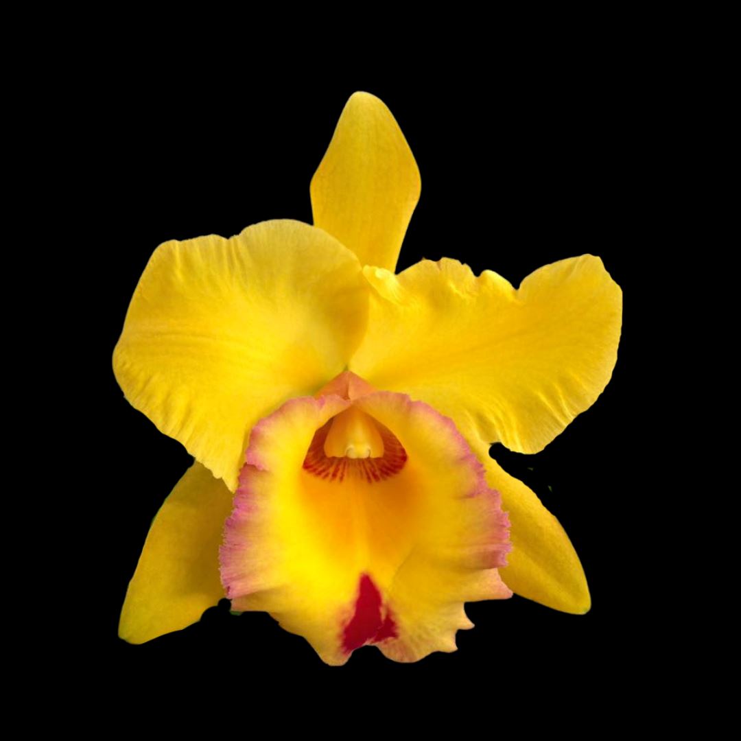 Cattleya Alliance: Rlc. Village Chief Headache 'Golden Baby' Cattleya La Foresta Orchids 