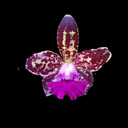 Cattleya Alliance: Rlc. Yuan Dung Python 'Gold Medal' Cattleya La Foresta Orchids 