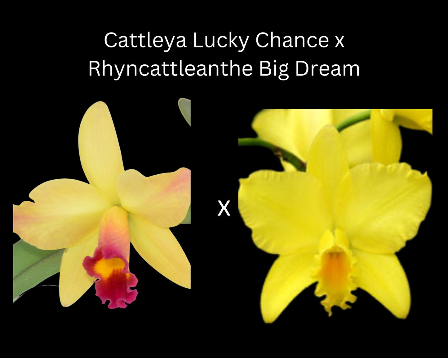 Cattleya Alliance: Rth. Air Dream 'Pretty Girl' Cattleya La Foresta Orchids 