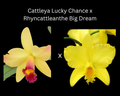 Cattleya Alliance: Rth. Air Dream 'Pretty Girl' Cattleya La Foresta Orchids 