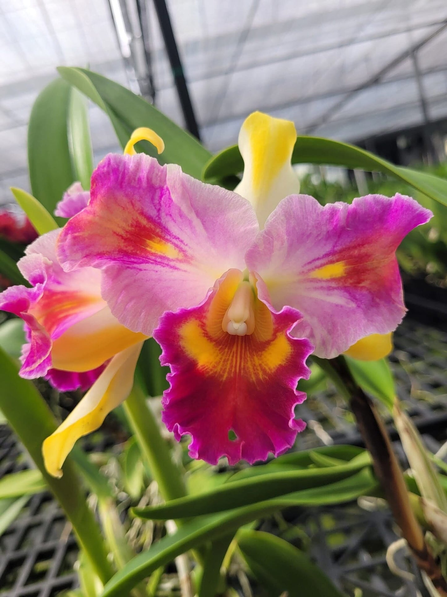 Cattleya Alliance: Rth. Fu Shu Glory x Rlc. Amazing Thailand Cattleya La Foresta Orchids 