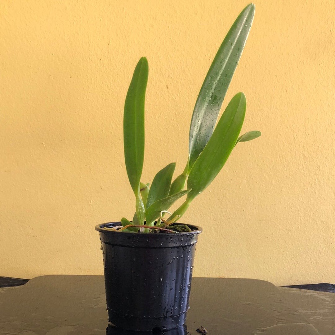 Cattleya Alliance - Rth. Volcano Blue 'Volcano Queen' Cattleya La Foresta Orchids 