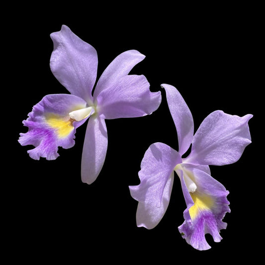 Cattleya Alliance: Rth. Volcano Blue 'Volcano Queen' Cattleya La Foresta Orchids 