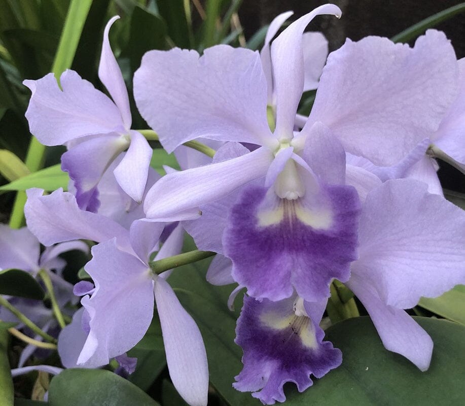 Cattleya Alliance: Rth. Volcano Blue 'Volcano Queen' Cattleya La Foresta Orchids 