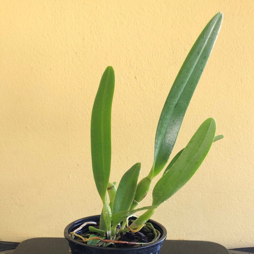 Cattleya Alliance - Rth. Volcano Blue 'Volcano Queen' Cattleya La Foresta Orchids 