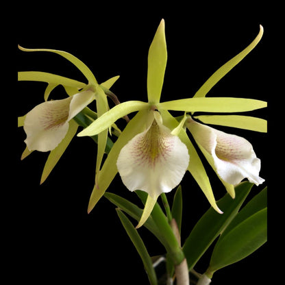 Cattleya Alliance - Vaughnara Key Lime Stars - In BLOOM! Cattleya La Foresta Orchids 