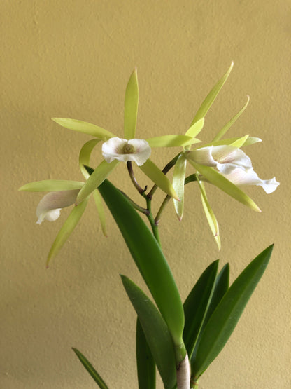 Cattleya Alliance - Vaughnara Key Lime Stars - In BUD! Cattleya La Foresta Orchids 