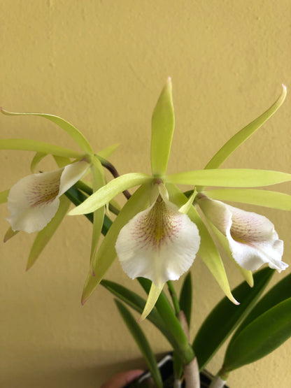 Cattleya Alliance - Vaughnara Key Lime Stars - In BUD! Cattleya La Foresta Orchids 