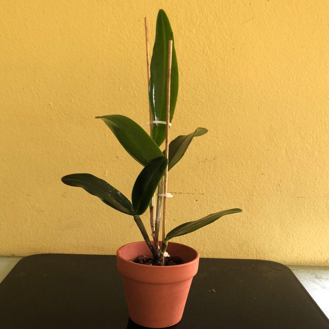 Cattleya amethystoglossa var. aurea Cattleya La Foresta Orchids 