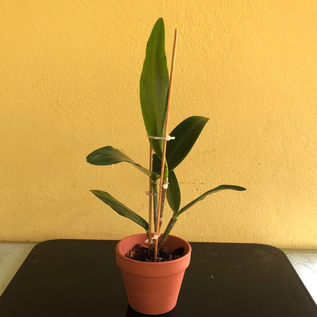 Cattleya amethystoglossa var. aurea Cattleya La Foresta Orchids 