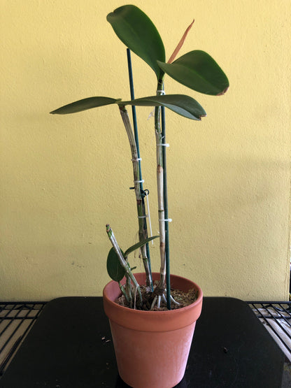 Cattleya amethystoglossa var. aurea - In SHEATH! Cattleya La Foresta Orchids 