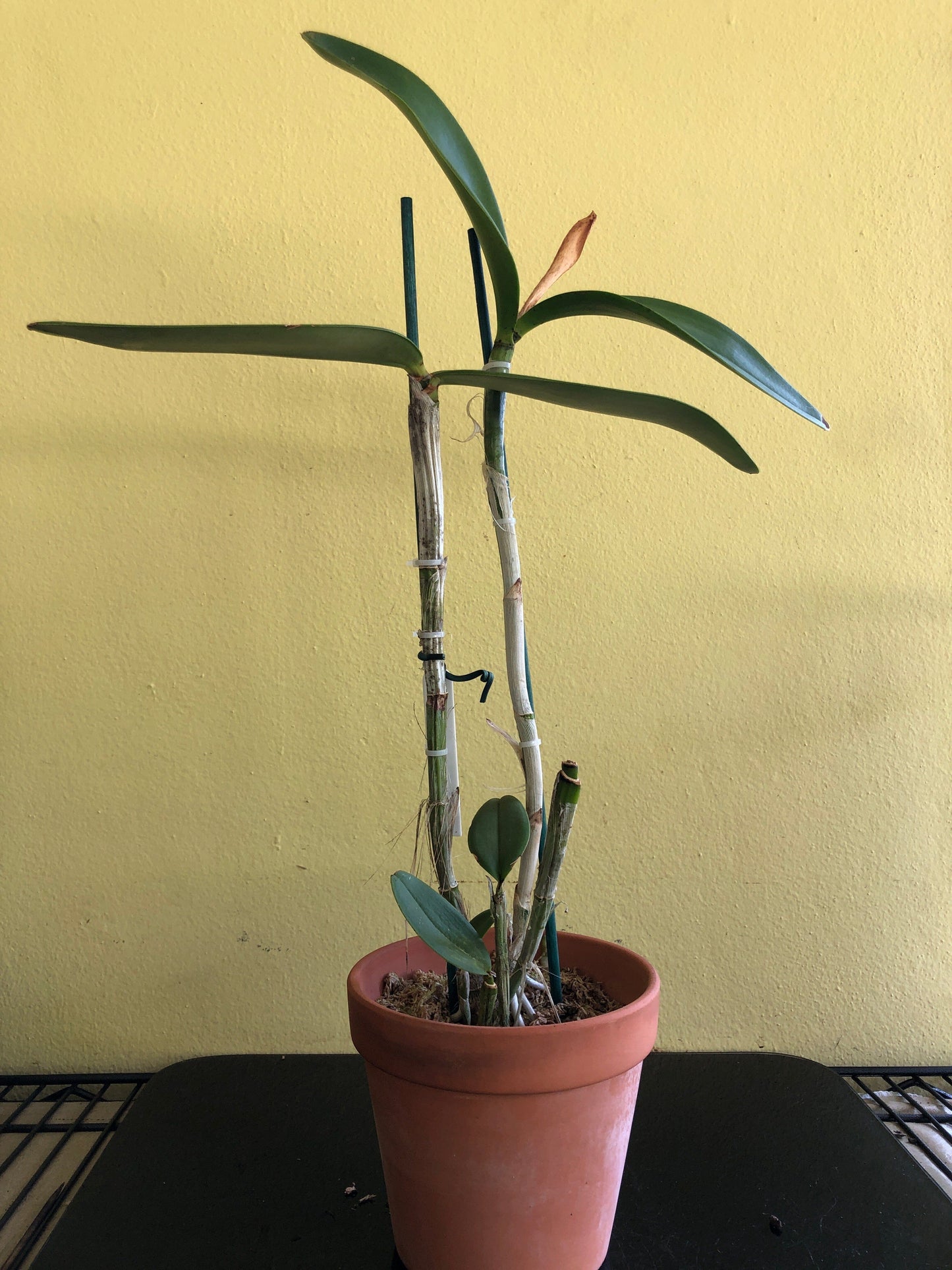 Cattleya amethystoglossa var. aurea - In SHEATH! Cattleya La Foresta Orchids 