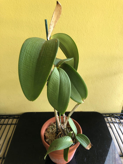 Cattleya amethystoglossa var. coerulea 'Paiguas' - In SHEATH! Cattleya La Foresta Orchids 