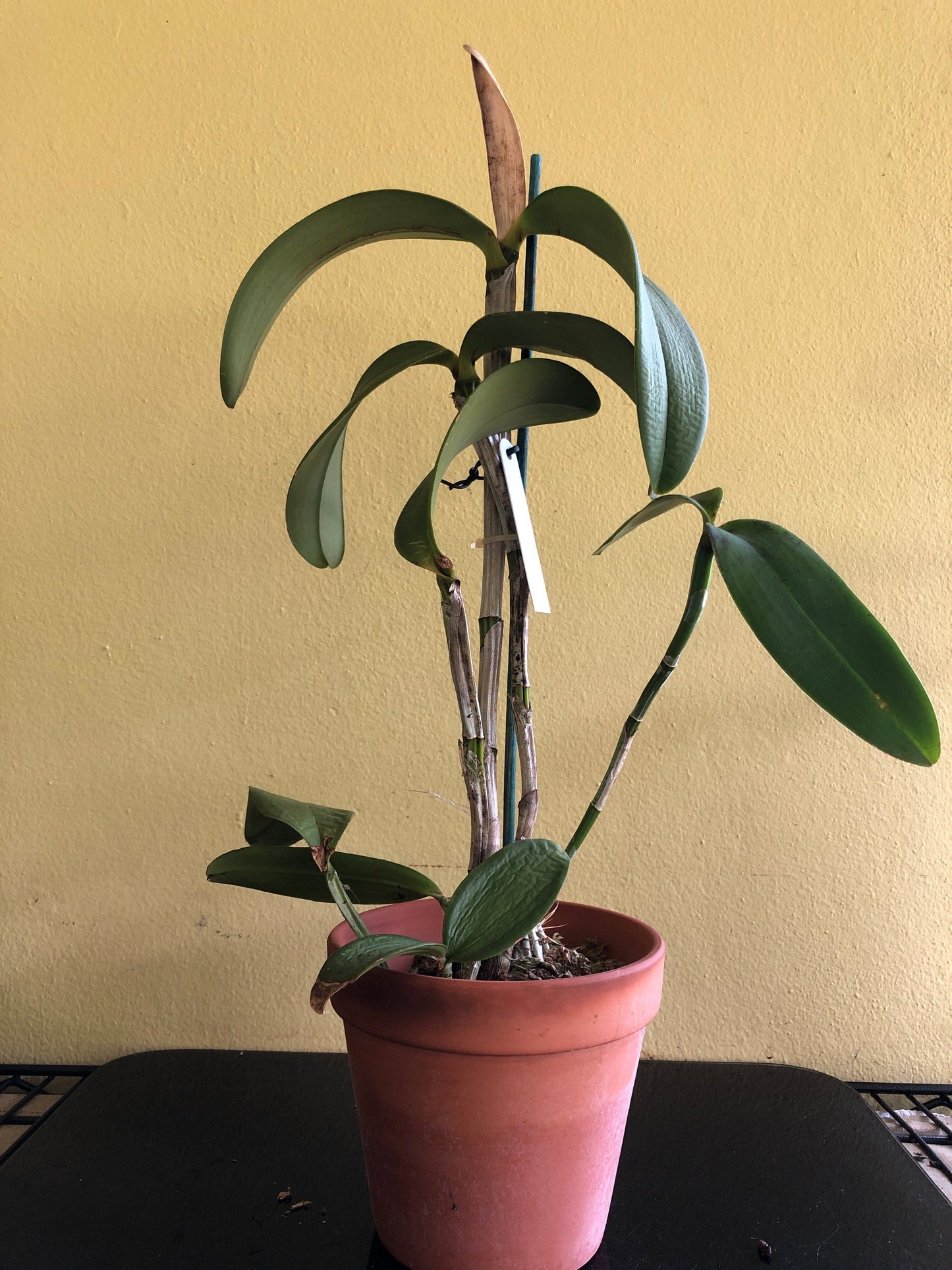 Cattleya amethystoglossa var. coerulea 'Paiguas' - In SHEATH! Cattleya La Foresta Orchids 