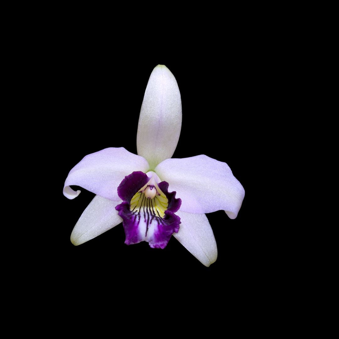 Cattleya bicalhoi var. coerulea Cattleya La Foresta Orchids 