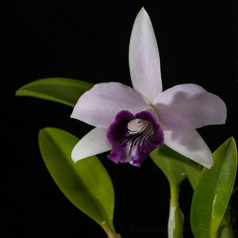 Cattleya bicalhoi var. coerulea Cattleya La Foresta Orchids 