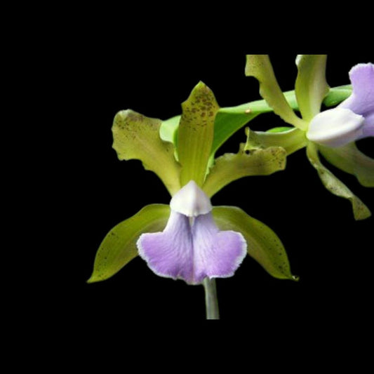 Cattleya bicolor var. coerulea x Cattleya aclandiae var. coerulea Cattleya La Foresta Orchids 